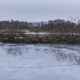 Måsön, Magle våtmark II 260226