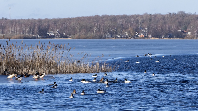 Vaken vid Tormestorpsåns mynning