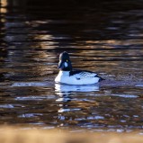 Knipa, hane IV 260304 (kopia)