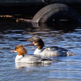 Storskrake, honor II 260304 (kopia)