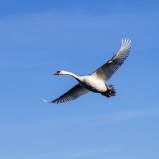 Knölsvan i flykten II 260304 (kopia)