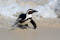 SYDAFRIKA 2014 Afrikansk pingvin I 150 dpi