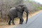 SYDAFRIKA 2014 Elefant hanne I 150 dpi
