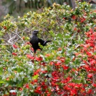 SYDAFRIKA 2014 Red-winged Starling i bärbuske 