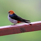 SYDAFRIKA 2014 Lesser Striped Swallow 