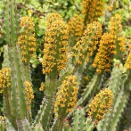 Blommande kaktus sp, Sydafrika 2014