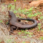 SYDAFRIKA 2014 Giant plated Lizard I