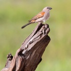 Southern Grey-headed Sparrow, Botswana 2012