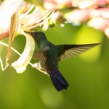 CR 2015 Steely-vented Hummingbird I kopia