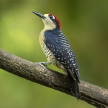 CR 2015 Black-cheeked Woodpecker I kopia