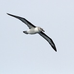 Antarktis 2012 Gråhuvad albatross 18x18 kopia