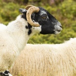 SKOTTLAND 2016 Black-faced Sheep IIB kopia