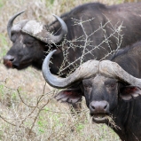 SYDAFRIKA 2014 Afrikanska bufflar III 