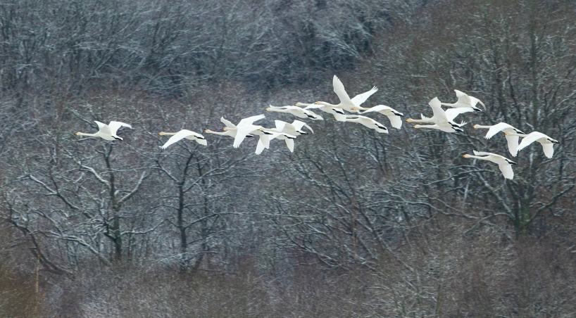 Rena som den vitaste snö - en flock sångsvanar mot frostnupen skog vid Hovdala slott.