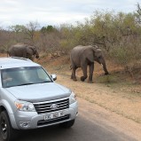 SYDAFRIKA 2014 Krugerparken med bilar II 150 dpi kopia