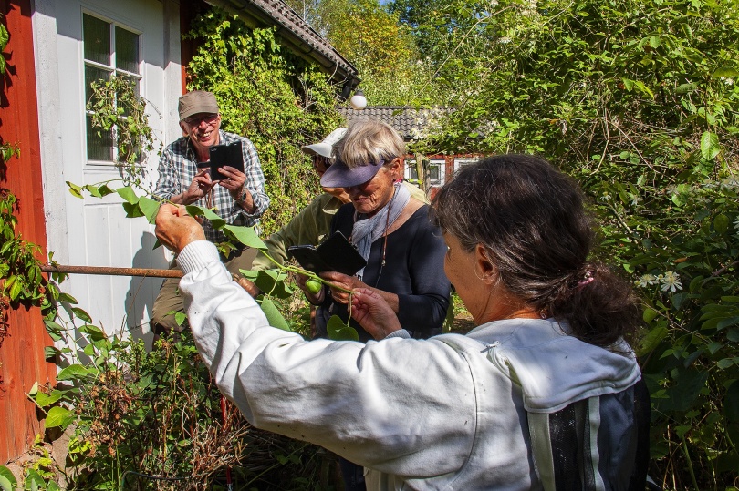 Floragruppen besöker Bökeberga (Osby) och tittar på bl a hålrot.
