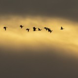 Grågås, flygande flock I 221001 (kopia)