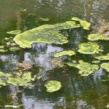 Stoby våtmark, alger I 230615 (kopia)