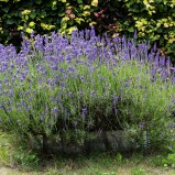 Lavendel I 230707 (kopia)
