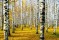 birch-grove-autumn