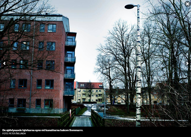 Björkstolpar på plats i Kristianstad centrum