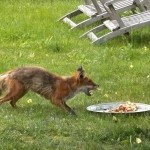 IMG_879311