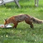 IMG_879711