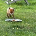 IMG_880411