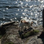hundar