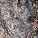 20251210 VARGSPÅR 1