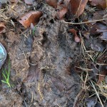 20251210 VARGSPÅR 2