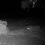 5ba309ac-5801-4797-b4ad-ad43d5ed0c95