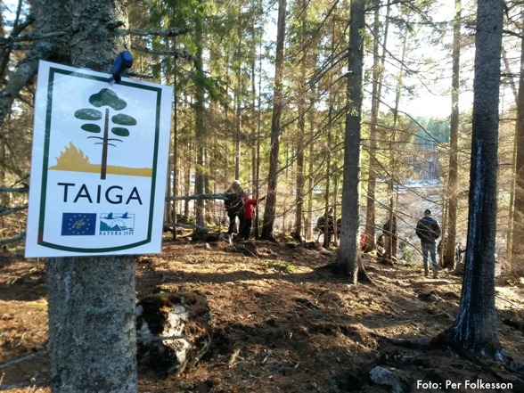 Naturvårdsbränningen är en del av projektet LIFE Taiga, som delfinansieras av EU’s naturvårdsfond