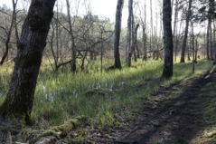 Den värdefula sumpskogen hotas av exploatering. Foto Eva Stenvång Lindqvist Den värdefula sumpskogen hotas av exploatering. Foto Eva Stenvång Lindqvist