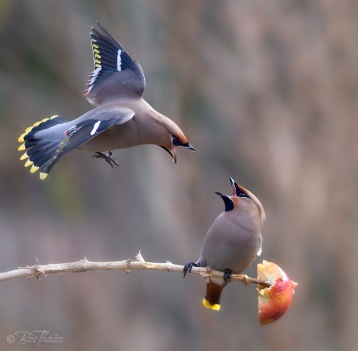 Med en bra handkikare kommer man fåglarna nära. Foto: Bee Thalin, bee.thalin.se.