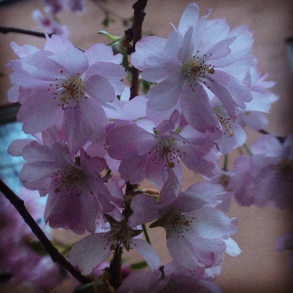 Spring flowers... Spring flowers...