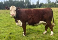 125 Lucy av Kvarndammen