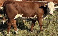 7282 Xerxes av Stendala