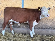 2317 Amrial av Tjust