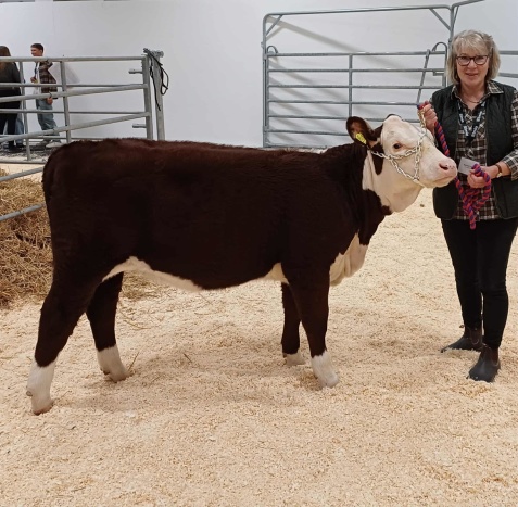 Dyraste Hereford blev katnr 33, 892 Goldilocks av Folkestorp!. Foto: David Karlsson Dyraste Hereford blev katnr 33, 892 Goldilocks av Folkestorp!. Foto: David Karlsson
