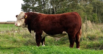 Hogton View 1 Endure ET Herefordtjur