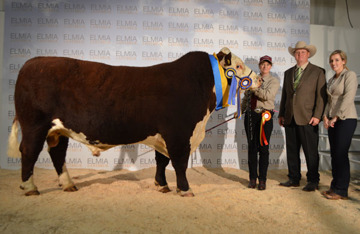 Buck av Folkestorp SUPREME CHAMPION HEREFORD and 2nd in the Interbreed Championship