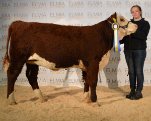 7436 Bårarps Super Donna shown by Christel Lysell who even won the oldest devision of the Beef Breed Junior Showmanship.