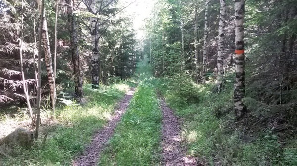 Skön löpning i svag nedförsbacke på en skogsbilväg innan Fjärdbotten. Skön löpning i svag nedförsbacke på en skogsbilväg innan Fjärdbotten.