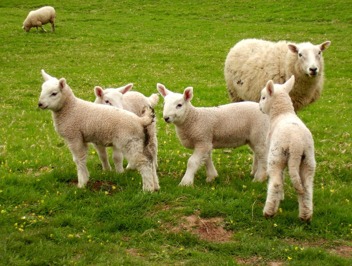 får och lamm får och lamm