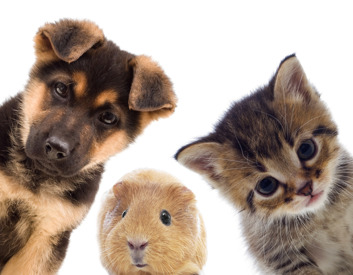 smådjur hund & katt smådjur hund & katt
