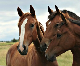 hästar