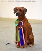 Akka Danish and Nordic Champion Akka Danish and Nordic Champion