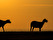 Foto David Bengtsson  sunsethalvfar