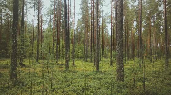 Bilateraalinen metsäntutkimusprojekti on yksi Ruotsin kahdesta lahjasta satavuotiaalle Suomelle. Kuva: Unsplash. Bilateraalinen metsäntutkimusprojekti on yksi Ruotsin kahdesta lahjasta satavuotiaalle Suomelle. Kuva: Unsplash.
